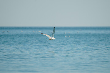 Closeup shot of a gull flying over the sea