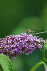 Selective focus of summer lilac with a bumblebee standing on, blurred background