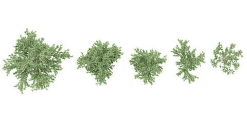 Prosopis chilensis green trees shape top view cut out transparent backgrounds 3d rendering