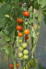 a berry raspberry bush photo without filters