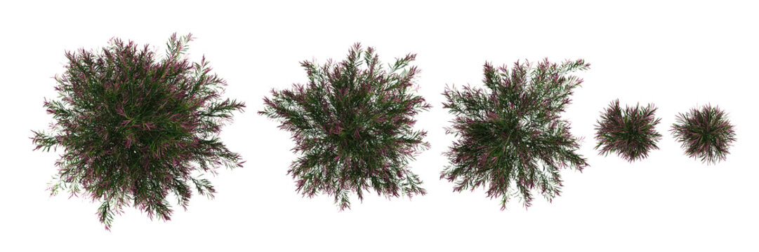 set of Agonis flex trees rendered from the top view, 3D illustration, for digital composition, illustration, 2D plans, architecture visualization