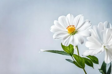 Obraz premium Flowers on Simple background, Generated using AI 