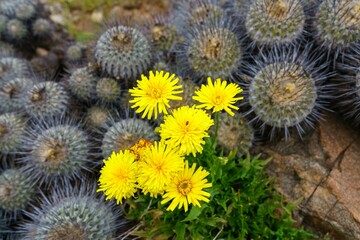 Overhead view of yellow dandelions growing next to circular cacti