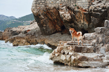 dog on the rock at sea. Shiba Inu near the blue water and wave 