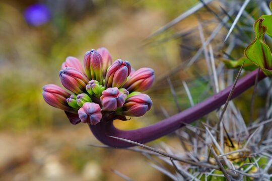 Macro close-up of Bomarea ovallei flower buds