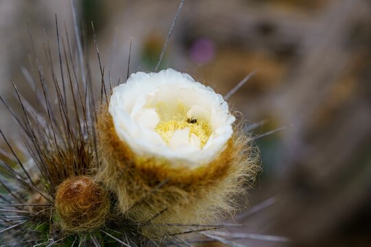 Macro close-up of a Eulychnia breviflora cactus with a white flower
