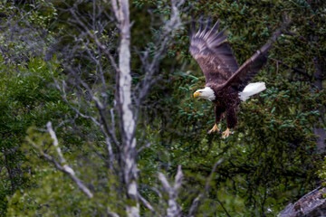American bald eagle in flight