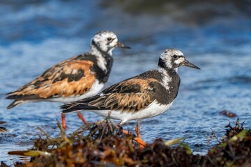 Closeup of two ruddy turnstones (Arenaria interpres) perched on shore of a lake