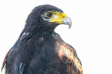 Obraz premium Closeup of a hawk on a background of cloudy sky
