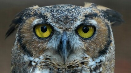 Closeup portrait of an owl