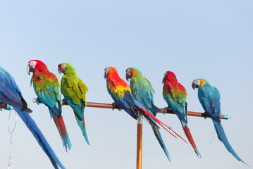 Close up of colorful scarlet macaw parrot pet perch on roost branch with blue clear sky background