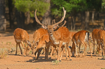 Male and female fallow deer in a group.