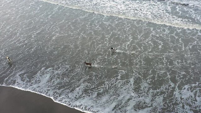 Dogs are playing in sea beach. The longest unbroken sea beach - Cox's Bazar, Bangladesh