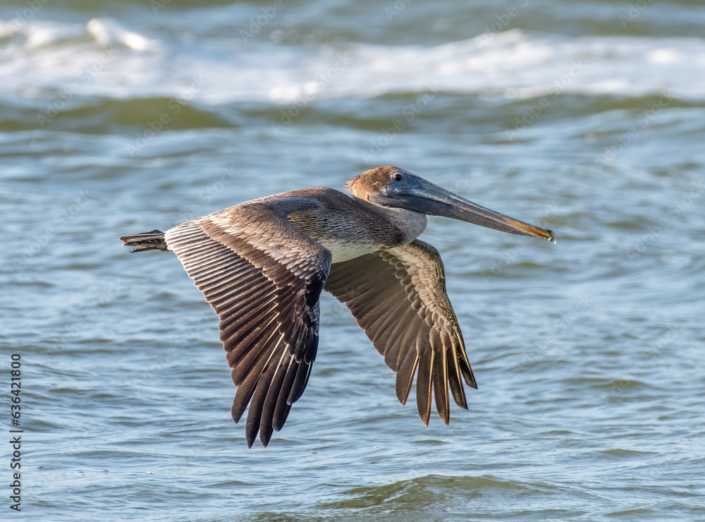 Canvas Prints juvenile brown pelican