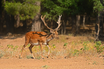 Male fallow deer walking in the forest