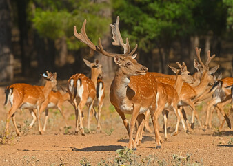 Naklejka na ściany i meble Male and female fallow deer in a group.
