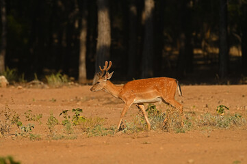 Male fallow deer walking in the forest