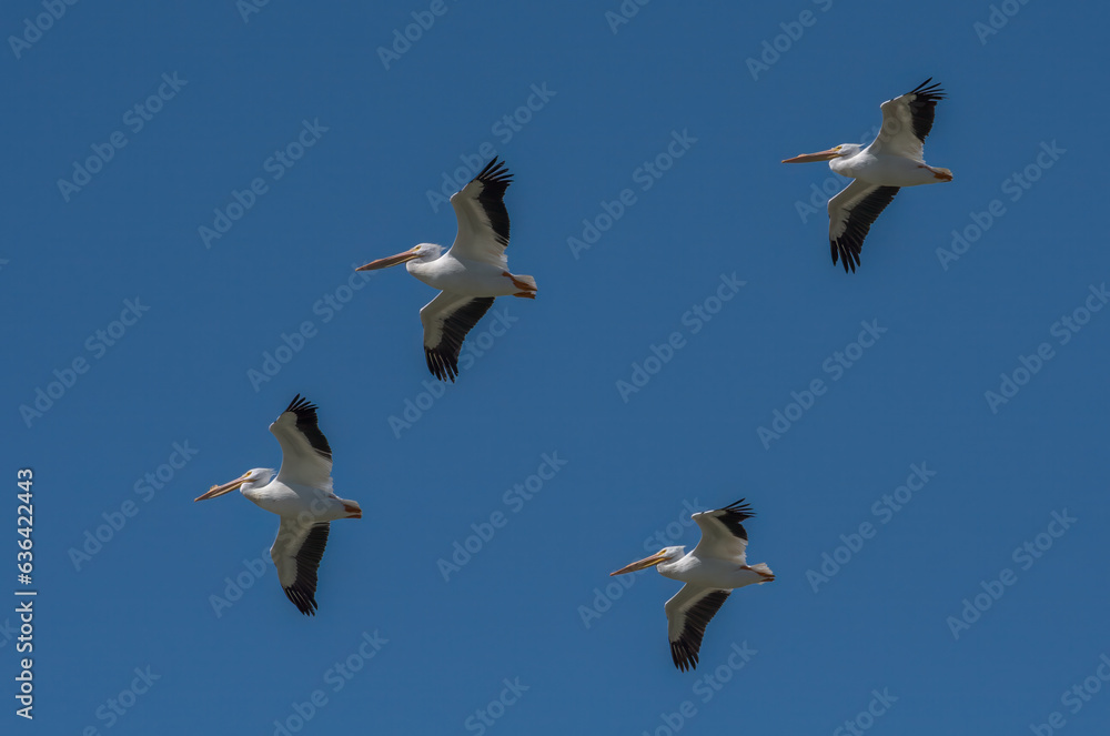 Canvas Prints american white pelicans soaring overhead