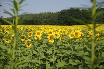 Schönes Sonnenblumenfeld.