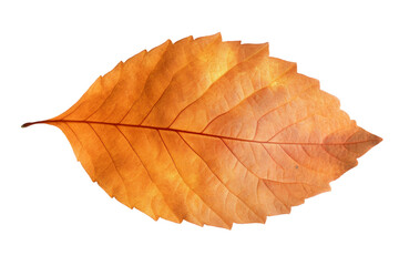 Single orange and yellow autumn leaf on transparent background. 