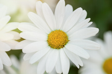 Chamomile flower close-up on a blurry green background.