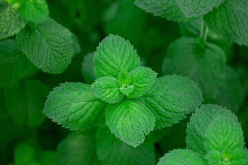 Fresh mint leaves in the garden. The texture of peppermint with a top view.
