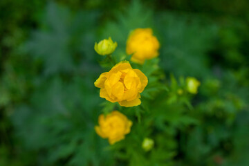 Obraz premium A bright yellow flower on a dark green background.