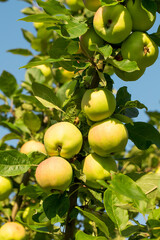 Ripe apples on apple tree in summer day. Organic fruit in the orchard garden close-up.