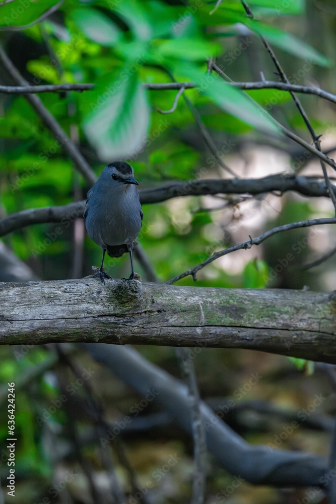 Sticker Cat bird (Dumetella carolinensis) perched on a tree branch