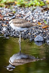 Small bird stands perched on the edge of a riverbank, with its reflection visible in the still water