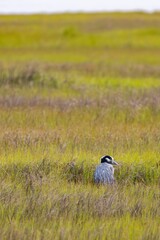 Common Crane (Grus grus) standing in a grassy field