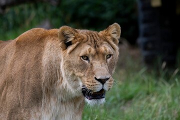 Closeup of a lion in a field an African savannah