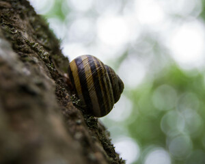 garden snail shell on tree trunk with blurred green background