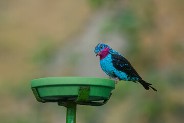 Spangled cotinga sitting on tree branch. Cotinga cayana. South America. High quality photo