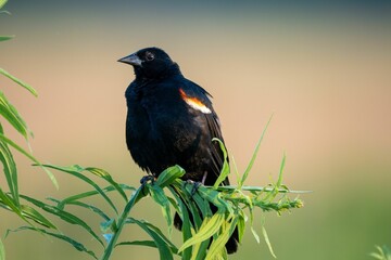 Red-shouldered black troupial bird perched atop a grassy branch
