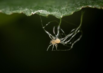 Bolas spider (Mastophora cornigera) spider on a lush green leaf