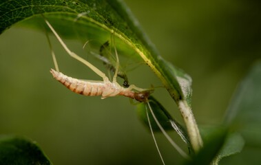 Close-up of Stem cricket (Oecanthinae)  perched on a leaf