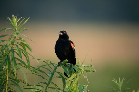 Red-shouldered black troupial bird perched atop a grassy branch