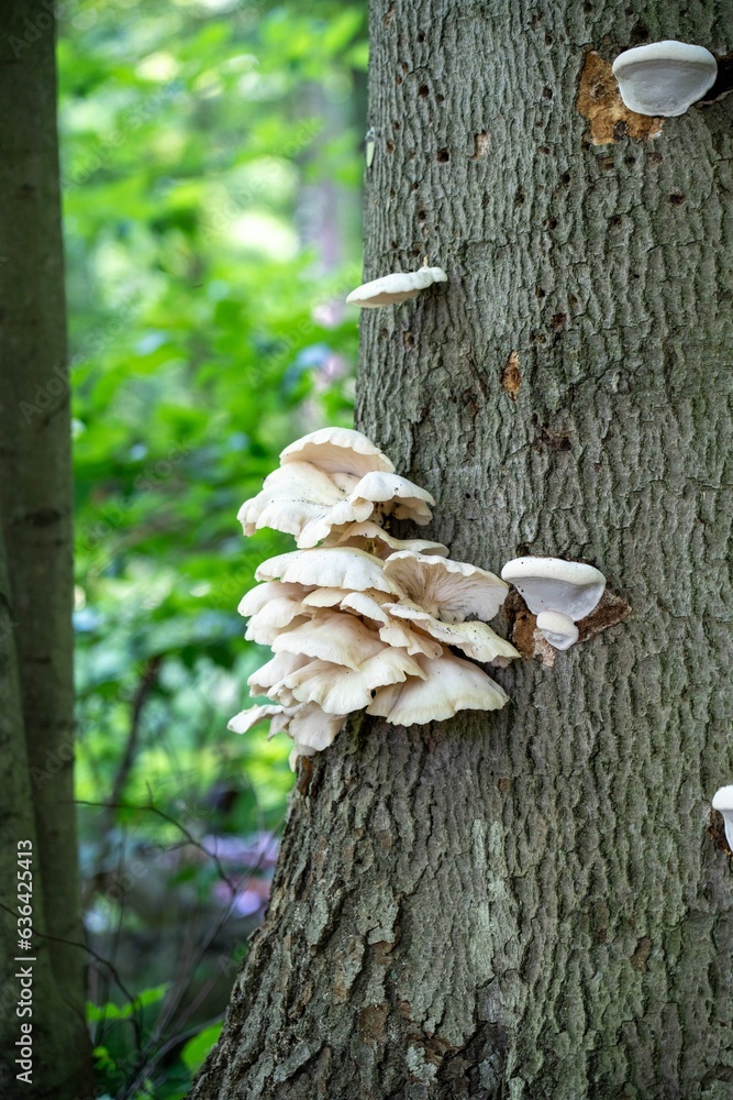 Poster group of fungi sprouting from the bark of a tree trunk