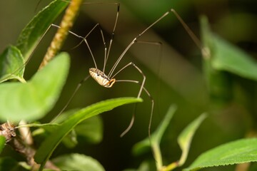 Close-up of a Leiobunum vittatum spider perched on a leaf