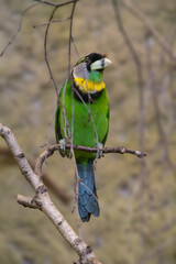 Fire-tufted Barbet. Psilopogon pyrolophus bird. High quality photo