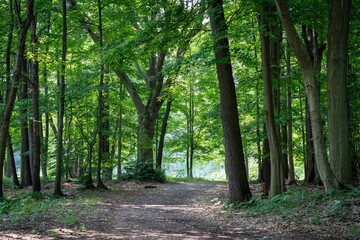 Tree-lined trail with lush greenery in the background