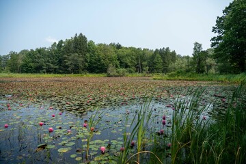 Peaceful pond surrounded by lush green vegetation