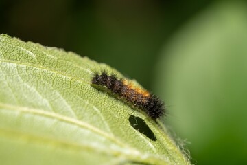 Vibrant close-up of a small Salt Marsh Moth perched on a green leaf in the warm sunshine