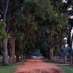 Obraz premium Long, unpaved dirt road lined with trees on either side and a wooden fence running parallel to it