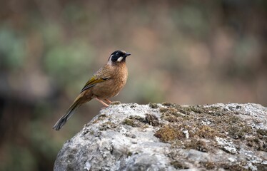 Small masked laughingthrush (Pterorhinus perspicillatus) perched atop a large, mossy boulder