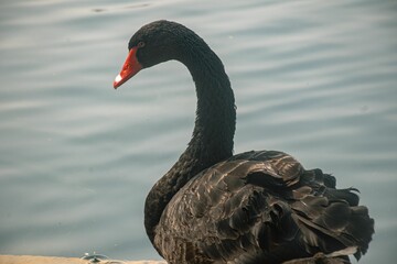 Naklejka premium Black swan near a pond