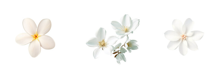 White flowers in Thailand on a transparent background