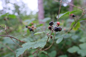 Close up of bramble berries