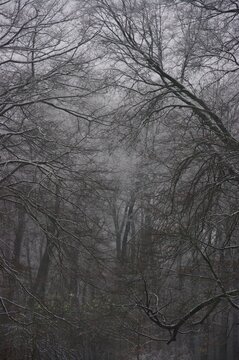 Dark forest